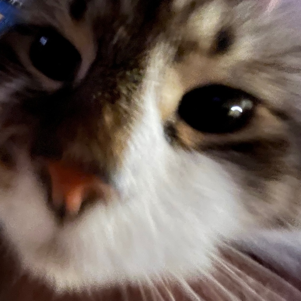 Meet your Posher, Cookie cat